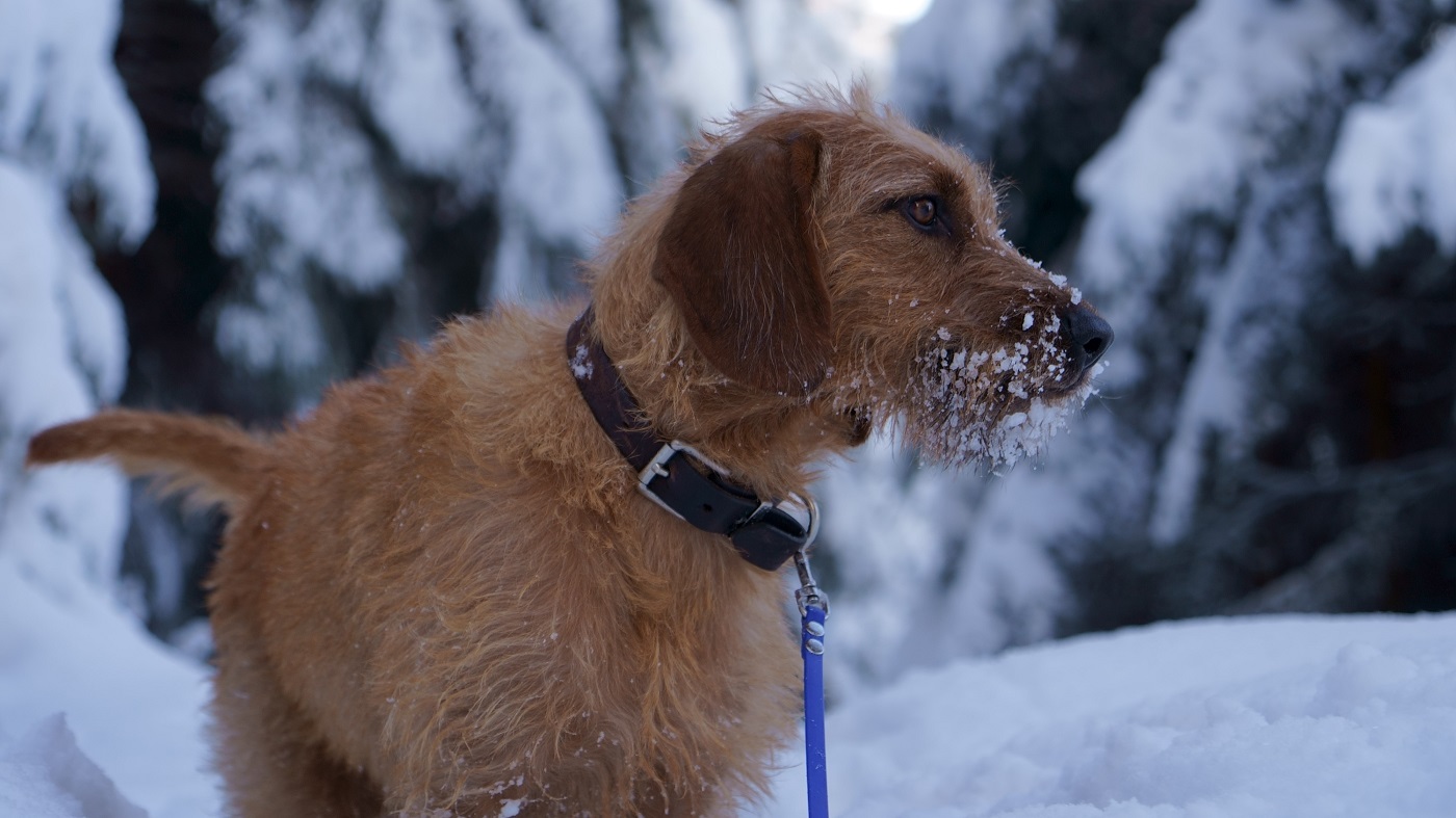 snowayla2_1400